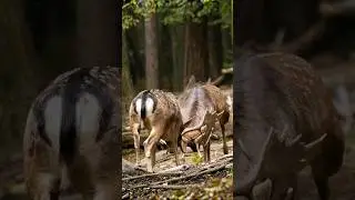 Fighting duel of FALLOW DEERS | bitka danielov &scaron;kvrnit&yacute;ch #shorts #nature #wildlife #wild #fight