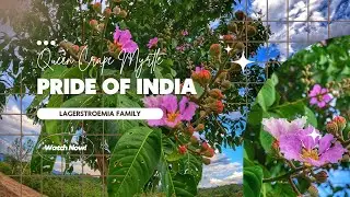 Queen Crape Myrtle | Pride of India | lagerstroemia family