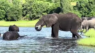 Elephants playing in chobe river