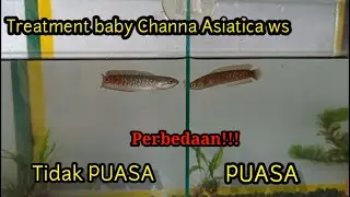 Baby Channa Asiatica  WS || treatment Update Perkembangan 1 bulan baby Channa Asiatica WS