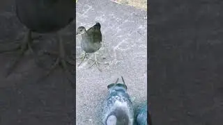 Young Moorhen Vs Pigeons 🪖