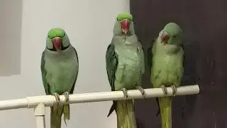 Parrot  is live