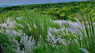Close to nature close to life 🫶🧬#kishan bhag jaipur#explore #travel #vlog