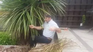 How To Prune a Cordyline Australis Like a Pro