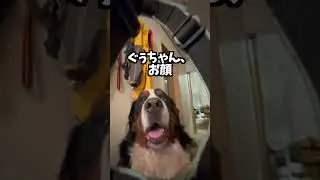 ハーネスを装着する犬 #バーニーズマウンテンドッグ #大型犬のいる生活