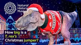 How big is a T. rex's Christmas jumper?