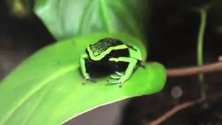 Ameerega Trivittata 