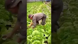 Cool technique for farmers to harvest green mustard greens at high speed #shorts