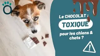 Le CHOCOLAT pour les CHIENS & CHATS : vraiment toxique ?