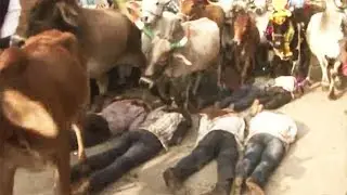 Diwali Cattle Stampede | Bizarre Diwali Tradition