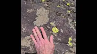 A common yellow lichen of rocky areas, Rhizocarpon geographicum. Ouray, Colorado.