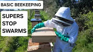 BASIC BEEKEEPING. SUPERS STOP SWARMS,