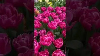 Картины в парке Keukenhof #keukenhof #garden #2024 #парк #цветы
