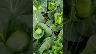 Sonsma RZ F1 kələm cabbage