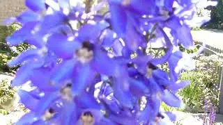 Larkspur - Delphinum - Riddaraspori - Skrautjurtir - Sumarbl&oacute;m