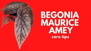 || BEGONIA MAURICE AMEY || CARE TIPS ||
