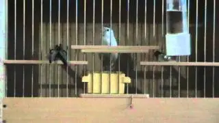 Белый кенар