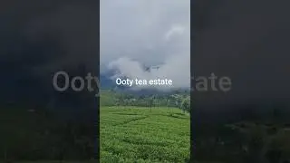 Ooty tea estate # shorts