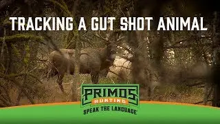 Tracking a Gut Shot Animal