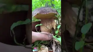 #EdibleMushrooms #MushroomHunting #WildMushrooms #MushroomIdentification #MushroomForaging