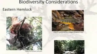 Exploring Silvicultural Strategies in Our Changing Forest:  Hemlock and Cedar