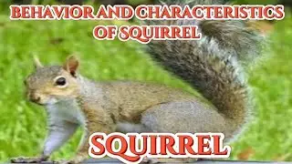 Behavior and Characteristics of Grey Squirrell,#squirrel #animals