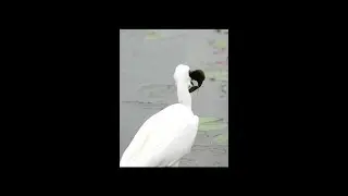 Photographer captures egret eating big fish
