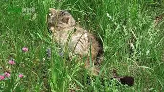 Wildkatze I Felis Silvestris I Wild Cat I Gato Montes I Chat Sauvage I Tierbeobachtung
