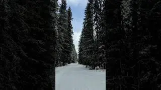 Deep fluffy snow at Mt. Norquay #deepsnow #fluffysnow #winterwonderland