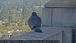 6-1-22 Alden brings some prey