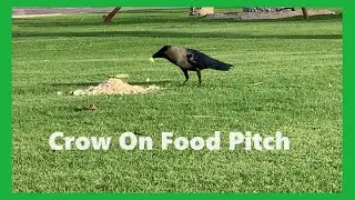 Crow on Food Pitch || Crow Is A City Bird || Crow Is A Clever Bird || Crow Always Crows