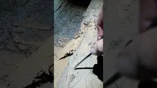 Tesař&iacute;k a bělov&eacute; (okrajov&eacute;) č&aacute;sti prvku z borovice vs. střed.