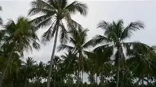 C RESORT (GIMAYLAN LIBERTAD)