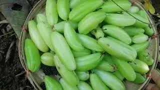 #CONTENUE OF BILIMBI TREE VEDIO THE POOR MOUNTAIN GIRL WHAT SHE DOES