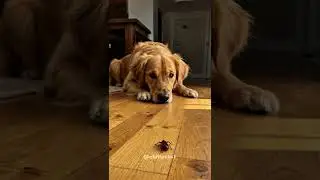 Dog Is Curious To See Cockroach For The First Time #shorts
