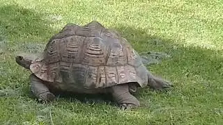 Wow!! Look the biggest tortoise and it's children react to me, lwijisyo at park