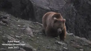 Himalaya Brown bear 🐻 || YETI || Expedition || Kargil || Drass June 2021