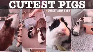Guinea Pig Cutest Moments Compilation! | Eating, Zooming & Squeaking Fun