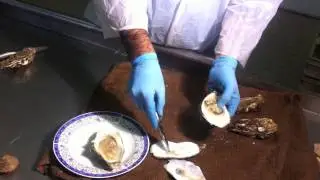 Πως ανοίγω στρείδια