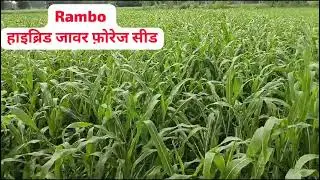 Rambo Hybrid jowar Forage seed(Bharati Seeds)