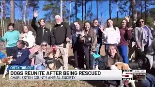 VIDEO: Dogs seized during Goose Creek animal cruelty case reunite to celebrate new year
