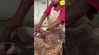 KASIMEDU SPEED SELVAM FISH CUTTING VIDEO CUTTING FOCUS #kasimeduselvam #shorts #bigfishcutting