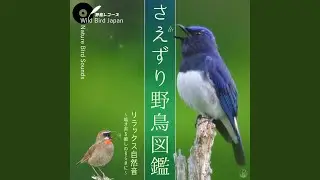 Japanese Robin (Erithacus akahige) - Nature Bird Sounds for Relax