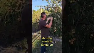 Kaki Rosseyanka rezistent la ger din pepiniera sanatate din plante #nature #horti #agro #ferma #bio