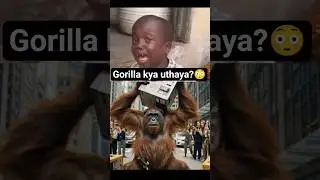 Gorilla Kya uthaya?😳