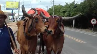 Santana do Ipanema Desfile de Carro de Boi 2017
