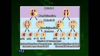 Errors in Meiosis | Cell Biology | BIO5105_Topic178