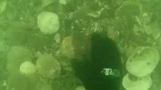 Cockle Clam Dive