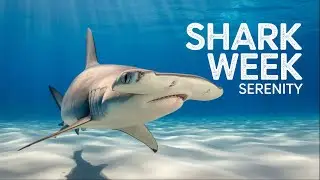 Marine Life in Motion | Relaxing 4K Underwater Cinema