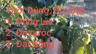 Chọn thời điểm tưới cà phê trên đất đỏ, đất cát. MV Nhân Trí.